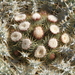Stemless Cotton-Thistle - Photo (c) Franz Pühringer, some rights reserved (CC BY-NC), uploaded by Franz Pühringer