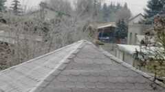 Streptopelia decaocto