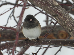 Junco hyemalis cismontanus