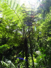 Sphaeropteris novae-caledoniae