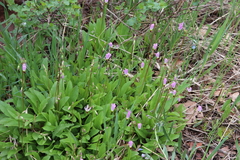 Primula pauciflora pauciflora