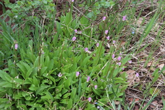Primula pauciflora pauciflora