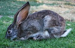 Lepus capensis