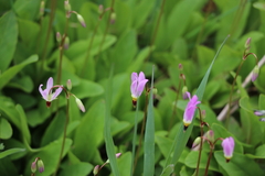Primula pauciflora pauciflora