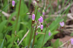 Primula pauciflora pauciflora