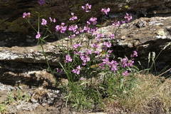 Arabidopsis arenosa