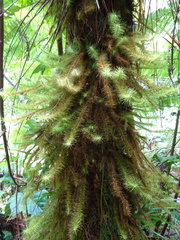 Spiridens vieillardii