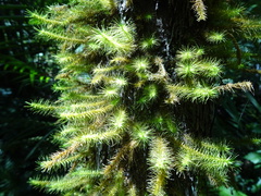 Spiridens vieillardii