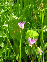 Primula pauciflora pauciflora