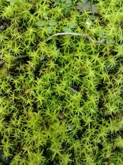 Tortella squarrosa