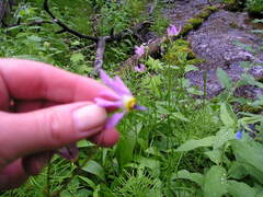 Primula pauciflora pauciflora