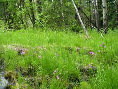 Primula pauciflora pauciflora