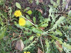 Taraxacum