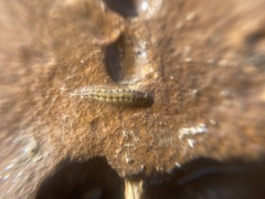 Asellidae