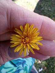 Taraxacum