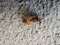 Apis mellifera