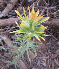 Castilleja covilleana