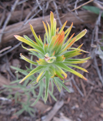 Castilleja covilleana