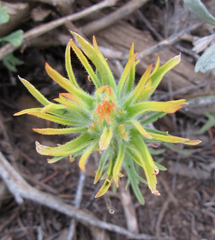 Castilleja covilleana
