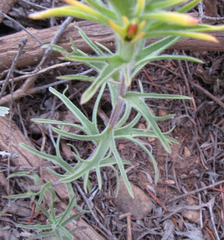 Castilleja covilleana