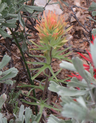 Castilleja covilleana