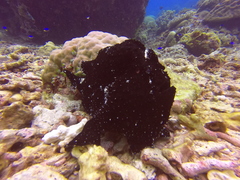 Antennarius commerson