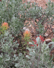 Castilleja covilleana