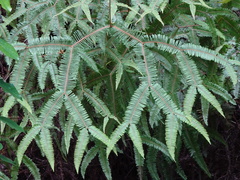 Sticherus brackenridgei