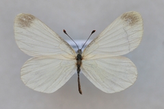 Leptidea duponcheli