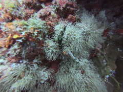 Nembrotha cristata
