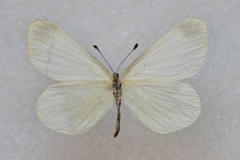 Leptidea duponcheli