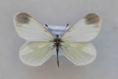 Leptidea duponcheli