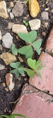 Oxalis latifolia