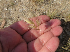 Rytidosperma caespitosum
