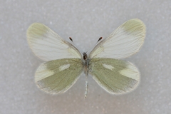 Leptidea duponcheli