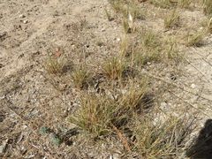 Rytidosperma caespitosum