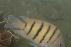Abudefduf bengalensis
