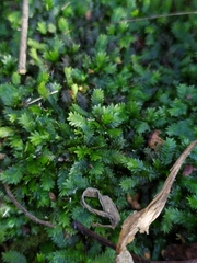 Fissidens taxifolius
