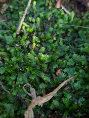 Fissidens taxifolius