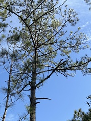 Pinus elliottii
