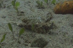 Dactylopus dactylopus