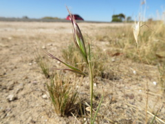 Rytidosperma caespitosum