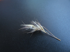 Rytidosperma caespitosum