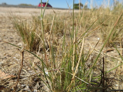 Rytidosperma caespitosum