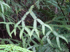 Sticherus brackenridgei