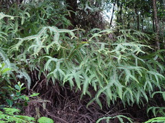 Sticherus brackenridgei