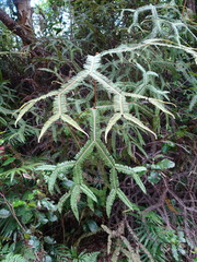 Sticherus brackenridgei