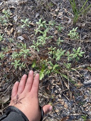 Crocanthemum corymbosum