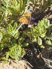 Lycaena phlaeas