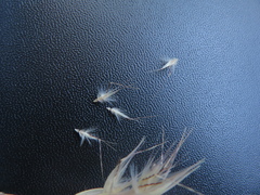 Rytidosperma caespitosum